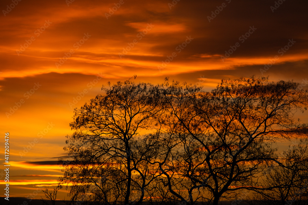 Pattern of dried tree braches texture against red sunset sky. Silhouette of brach of tree.