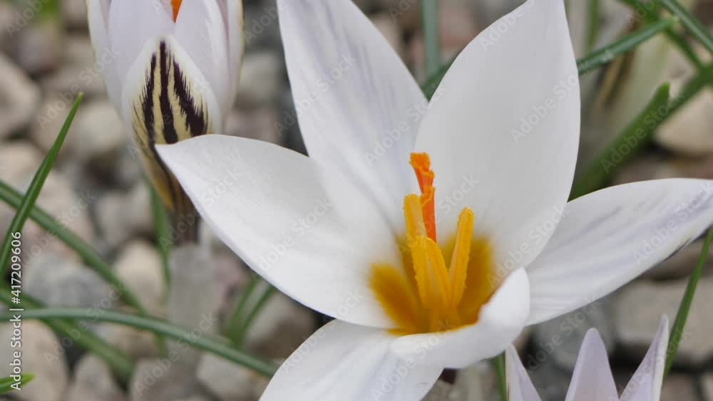 Crocuses with beautiful flowers multicolored. The most beautiful flowers of spring Crocuses with beautiful flowers multicolored. The most beautiful flowers of spring