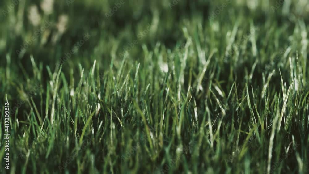 Close up of fresh thick grass in the early morning Close up of fresh thick grass in the early morning