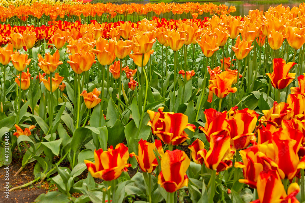Tulips red flowers, Holland, park Keukenhof, The Netherlands