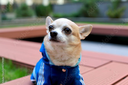 Portrait of a Chihuahua in a stylish blue suit sitting on a bench made of a terrace board against the backdrop of a picturesque courtyard © Svitlana