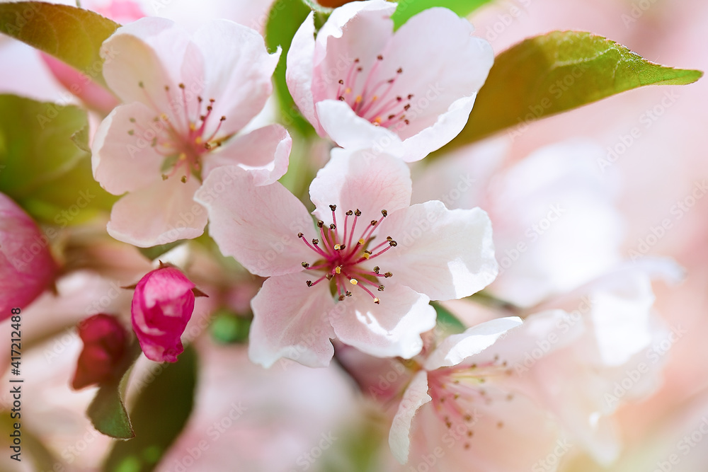 Beautiful blooming apple tree branch with sun Beautiful blooming apple tree branch with sun
