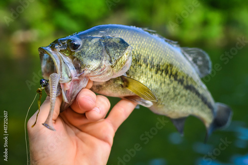 Largemouth bass catch fresh out ow water