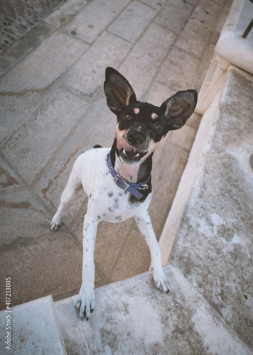 bodeguero andaluz lengua fuera