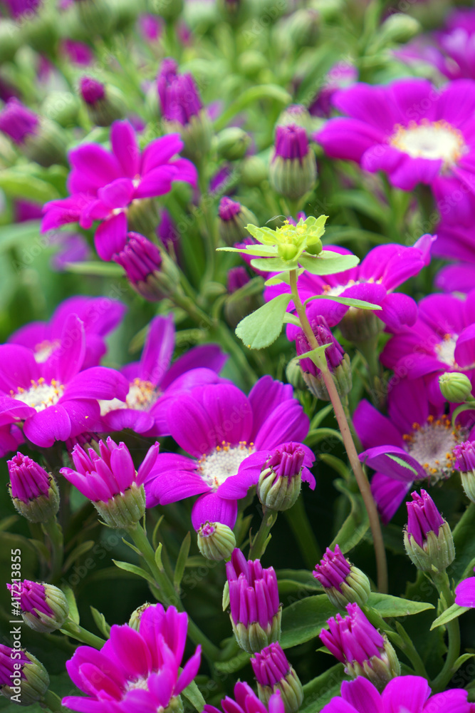 In spring blooming melon and chrysanthemum In spring blooming melon and chrysanthemum