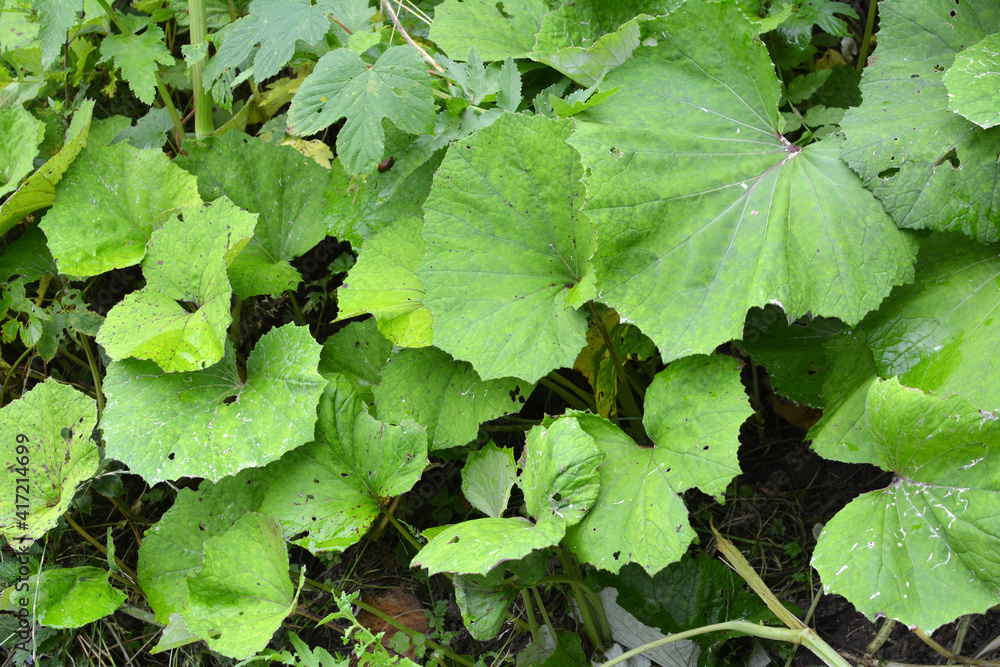Tussilago farfara grows in nature Tussilago farfara grows in nature