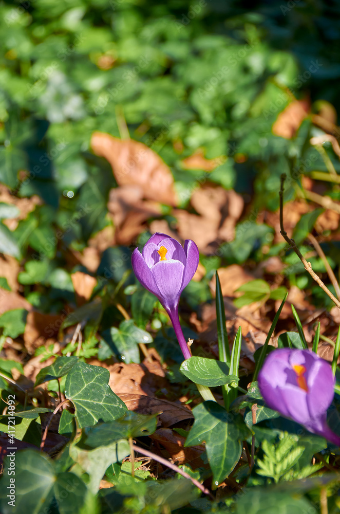 Pink, Purple crocus in the forest between leaf