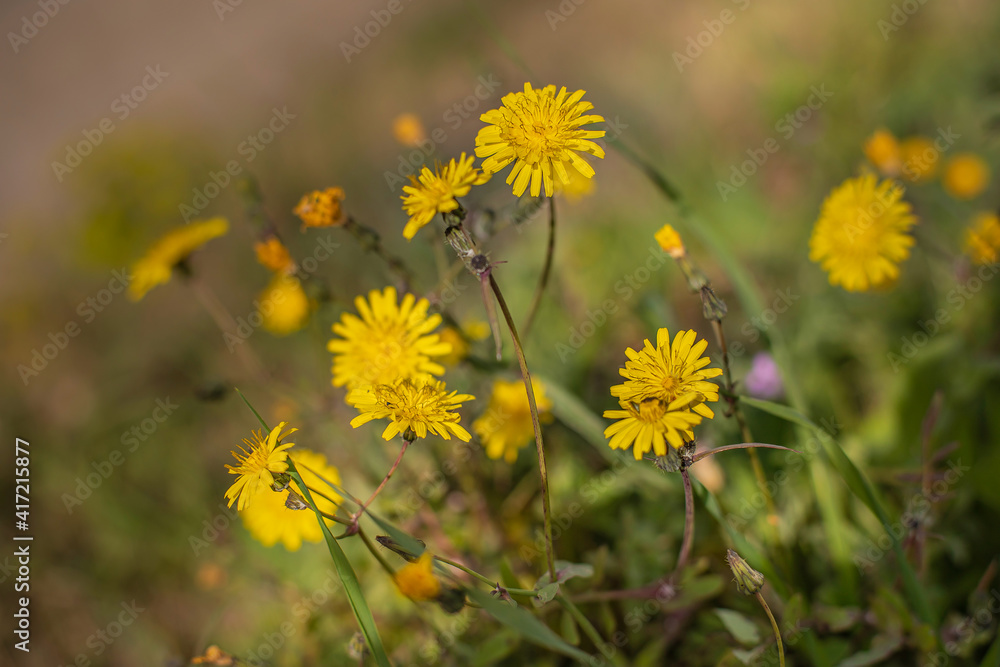 yellow flower under sunlight, with copy space using natural flora landscape as background. Ecology yellow flower under sunlight, with copy space using natural flora landscape as background. Ecology