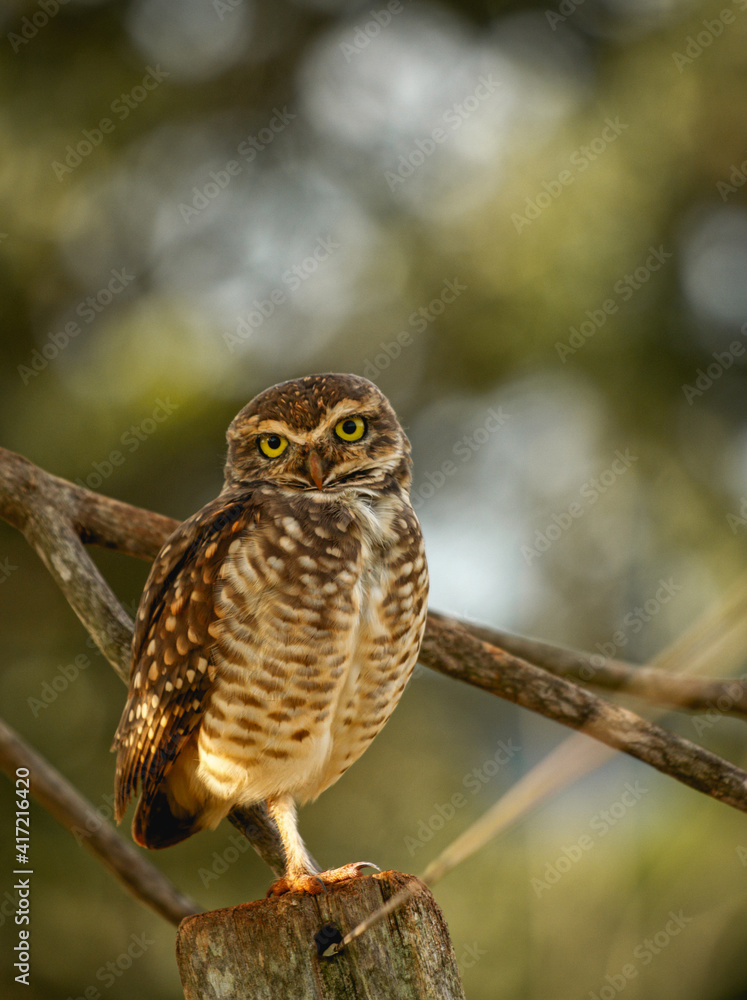 Obraz premium Glaucidium brasilianum