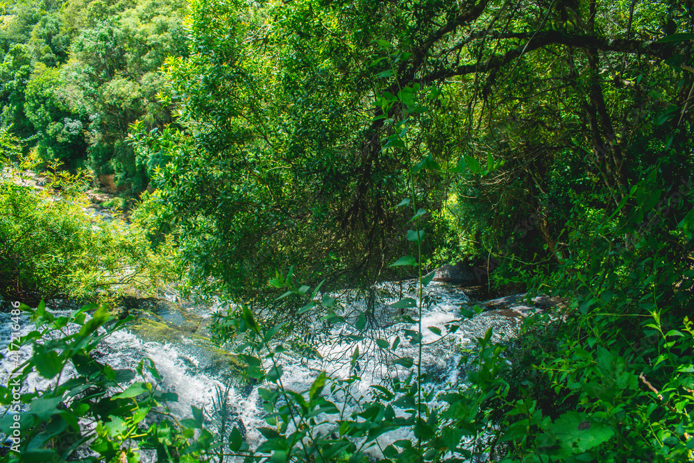 Obraz premium stream in the forest