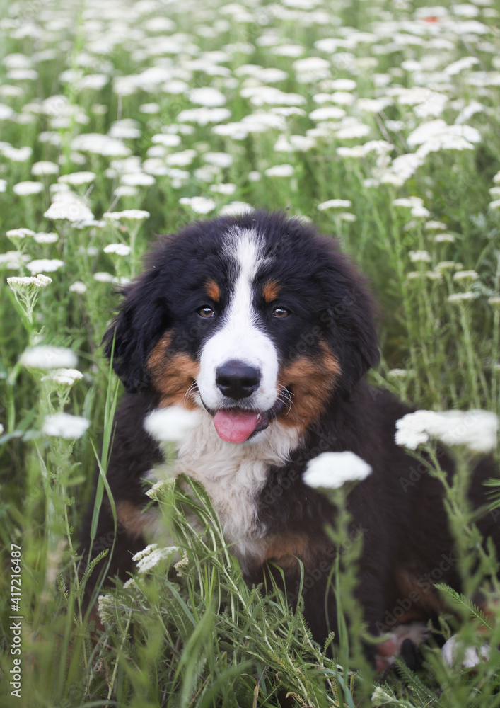 Bernese Mountain Dog puppy in daisies