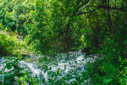 stream in the forest