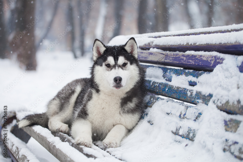 Fototapeta premium husky puppy in winter day