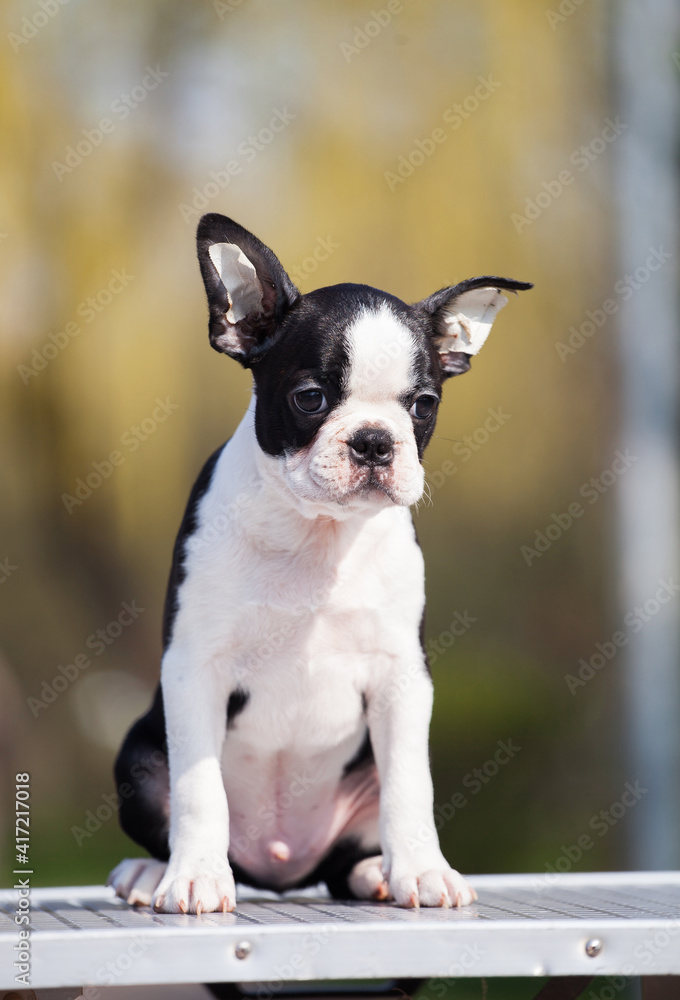 boston terrier puppy on the street boston terrier puppy on the street