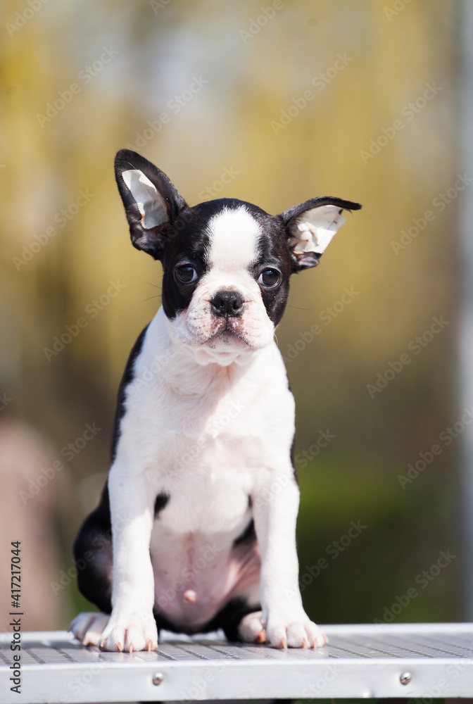 boston terrier puppy on the street boston terrier puppy on the street