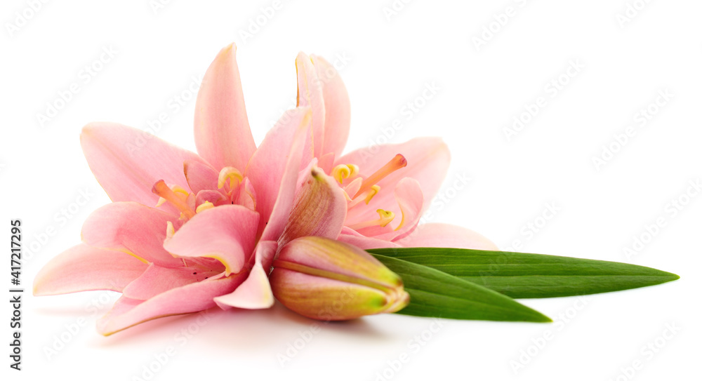 Fototapeta premium Two pink lilies.