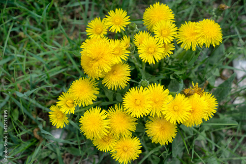 Yellow dandelion flowers in green grass. Blooming spring meadow. Close-up.