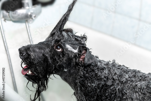 Pet care Dog kerry blue terrier in the bath with shampoo in foam under the shower. photo