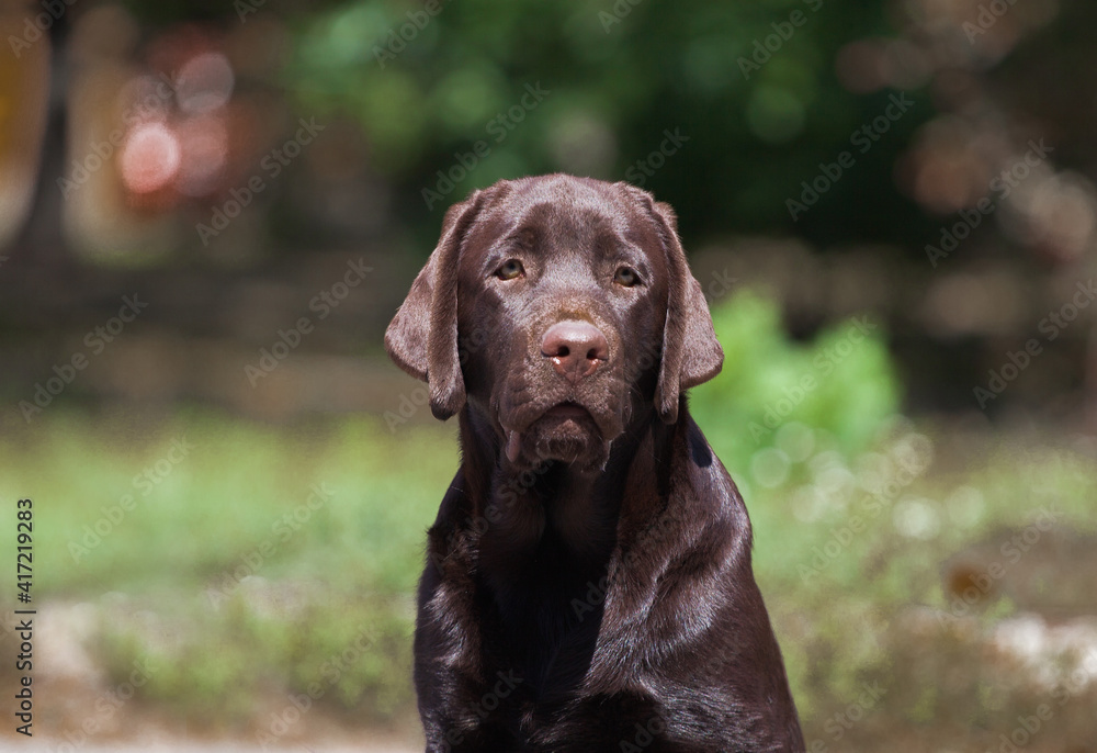 Labrador chocolate puppy walks in the park Labrador chocolate puppy walks in the park