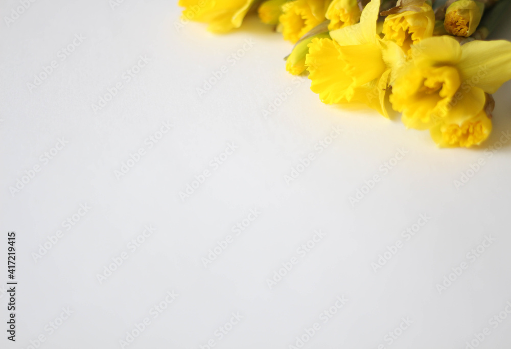 Beautiful bouquet of yellow daffodils flowers isolated on white background. Flat lay, top view. Spring flowers. Gift cards design idea