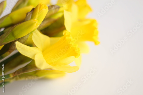 Beautiful bouquet of yellow daffodils flowers isolated on white background. Flat lay  top view. Spring flowers. Gift cards design idea