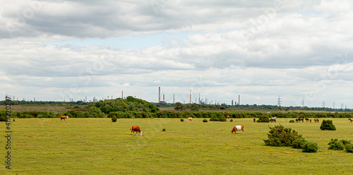 A scenic look at the New Forest National Park in UK where cows and horses are grazing freely on a vast meadow. There are few bushes and a power plant in the background with electricity power lines