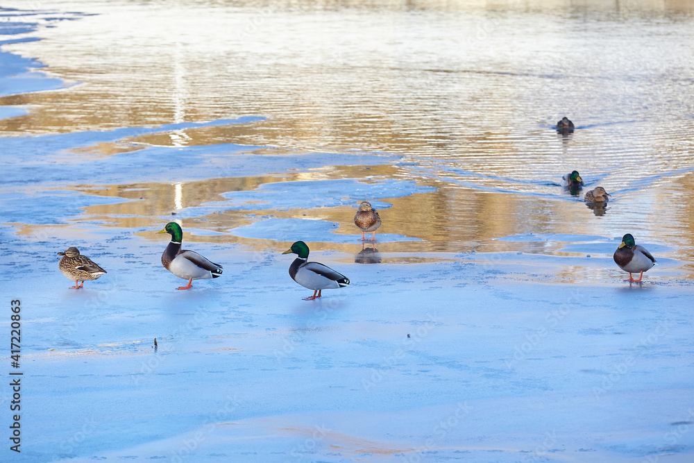 wild ducks walk and swim at the edge of the ice wild ducks walk and swim at the edge of the ice