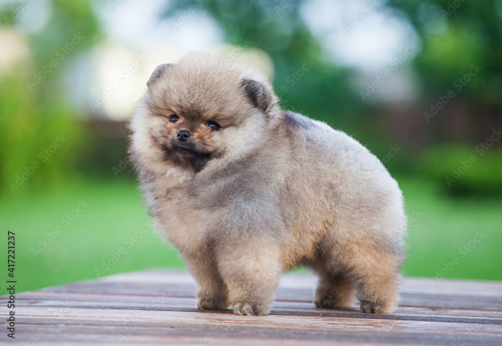lovely children of the Pomeranian Spitz in the green garden lovely children of the Pomeranian Spitz in the green garden