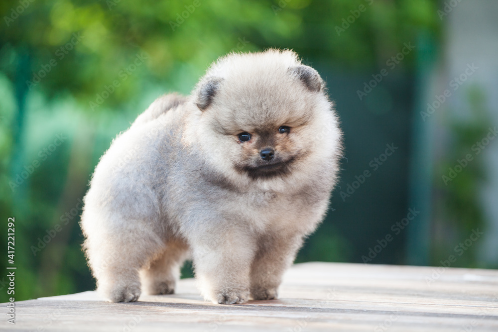 lovely children of the Pomeranian Spitz in the green garden