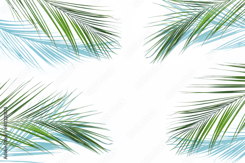 Obraz premium Palm leaves
