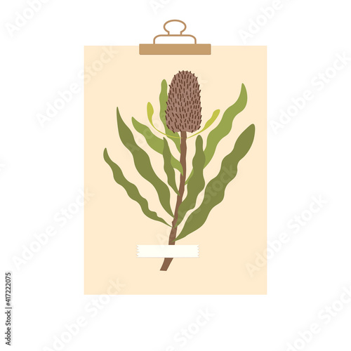 ry protea plant on paper sheet with clip. Botany handcraft page for the student. Australian, african exotic flower design element in beige tones. Herbarium illustration on white background