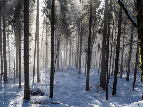 winter spruce forest in the Silesian Beskids, Poland photo