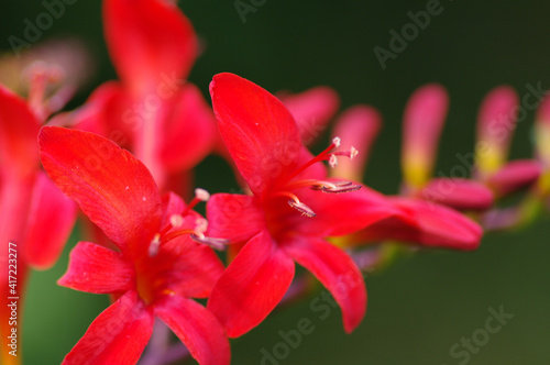 Crocosmia Lucifer photo