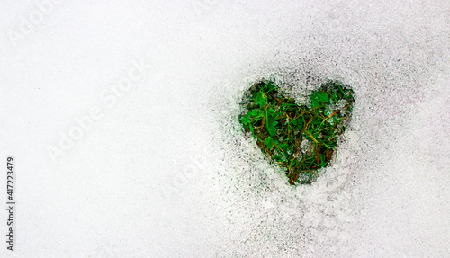 top view: green spring grass in the form of a heart appeared from under the snow