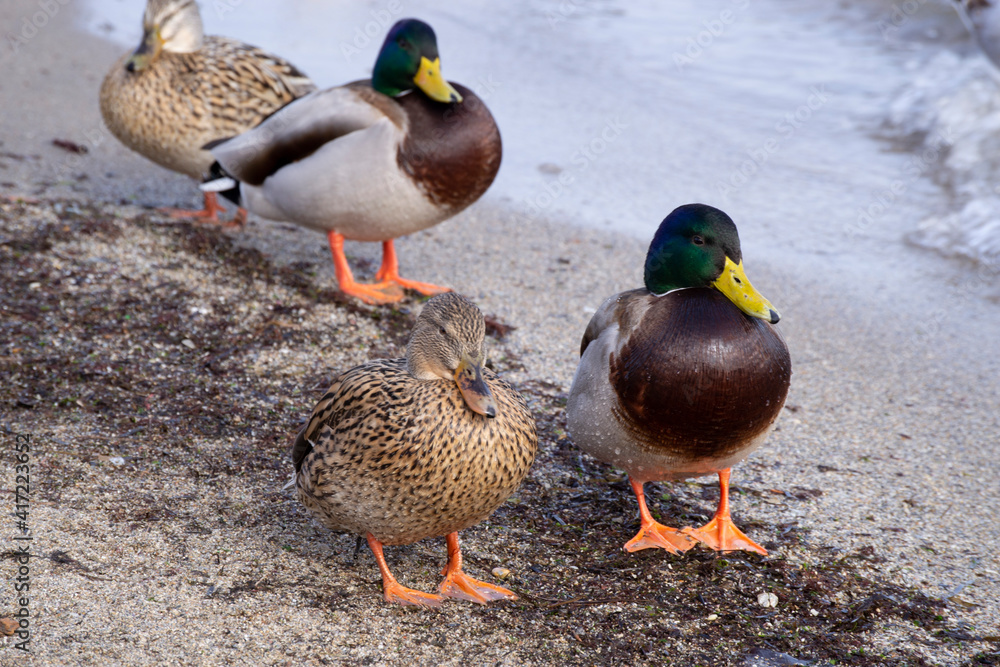 A pair of ducks - a beautiful drake and a gray duck near the sea shore against the background of other birds. A pair of ducks - a beautiful drake and a gray duck near the sea shore against the background of other birds.