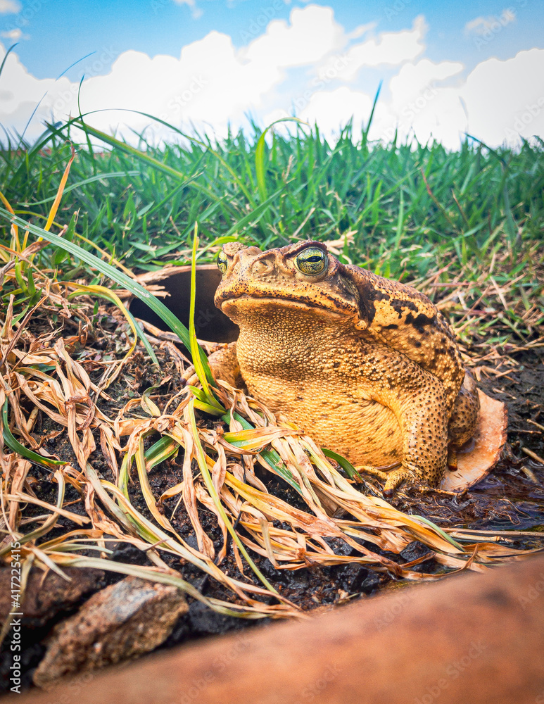 Sapo-cururu, cane toad or rhinella marina, big frog from Brasil ...