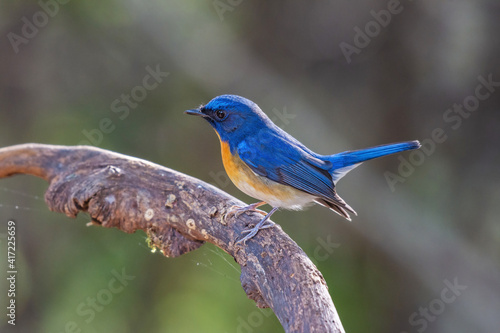 Little blue bird Chinese Blue Flycatcher (Cyornis glaucicomans) in the rainforest.