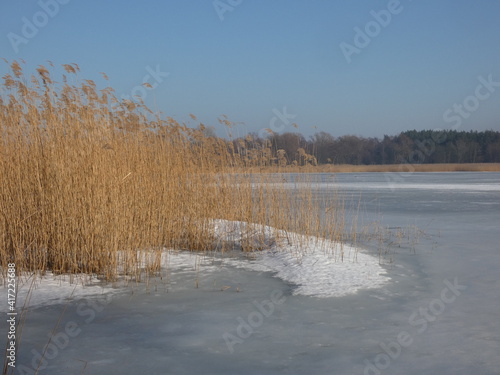 Frozen lake view with dried reeds and trees under blue sky, Mikoszewskie Lake, Poland