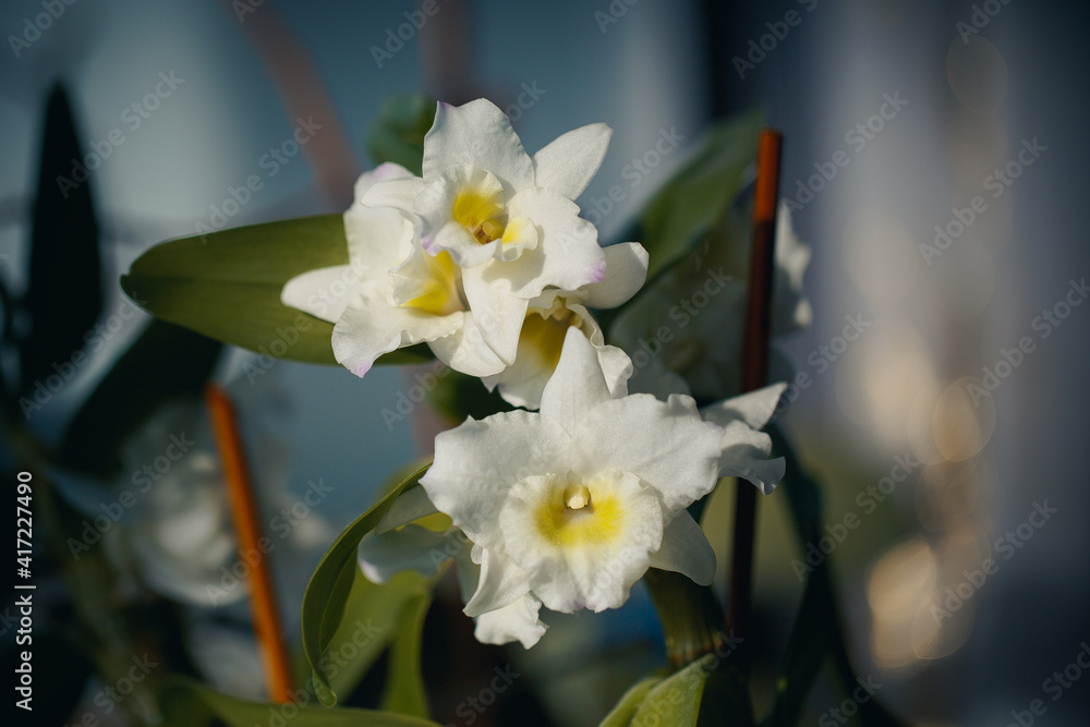 Obraz premium orchid in the garden