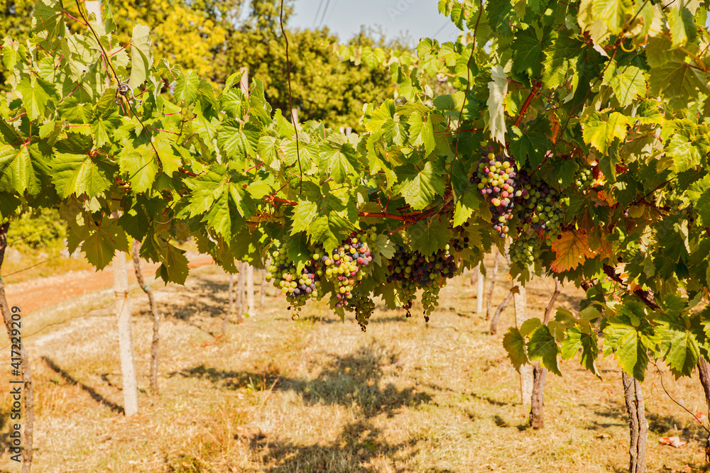 Vineyard in the Trieste Karst