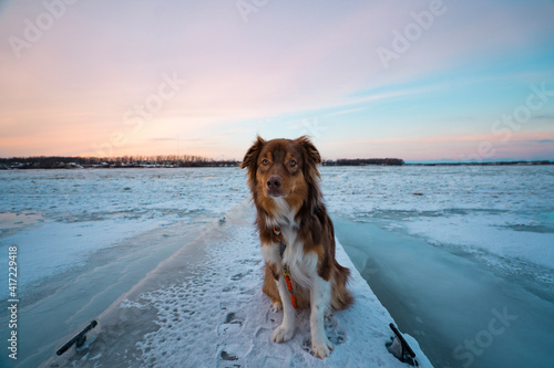 dog on the beach