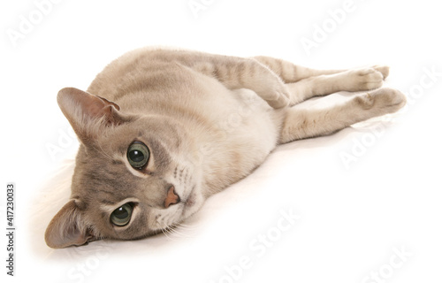 Foto tonkinese cat laying portrait