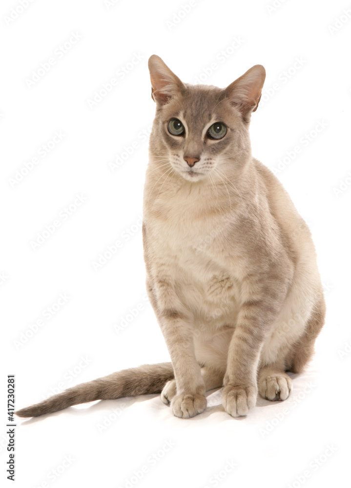 tonkinese cat portrait