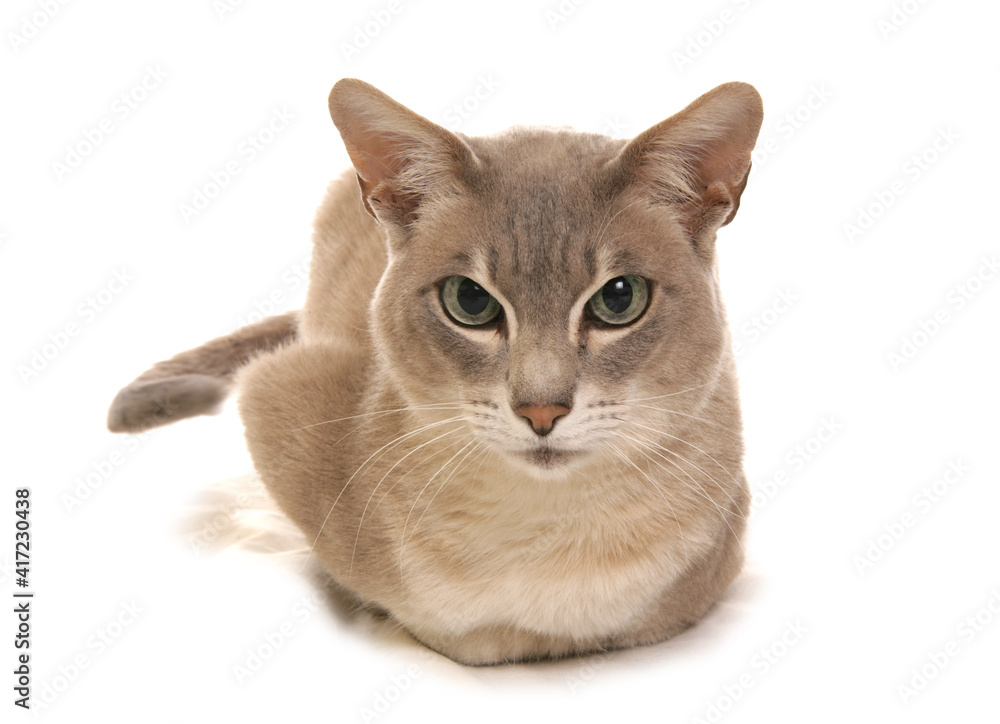 Φωτογραφία tonkinese cat portrait