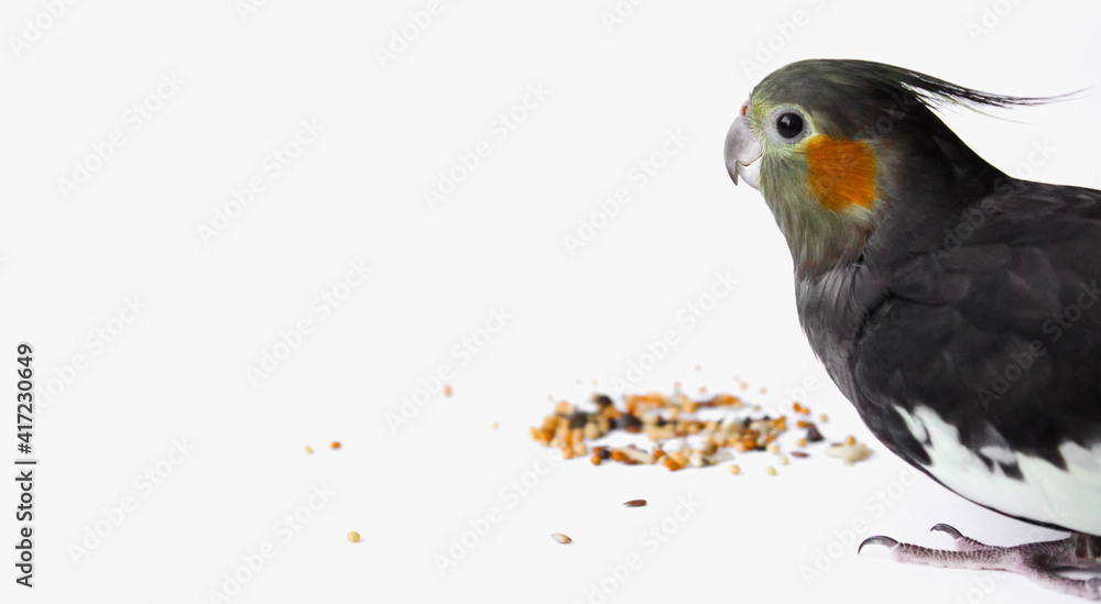 Obraz premium gray female cockatiel parrot eat of grain isolated on a white background. Place for text.