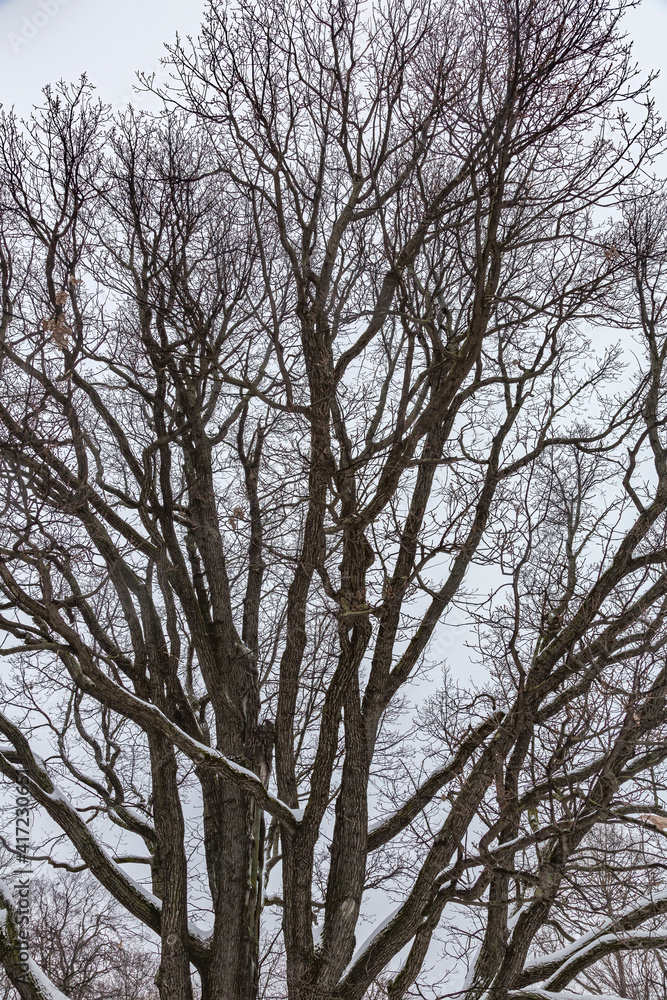 Bicentennial oak tree in a city park on a winter evening Bicentennial oak tree in a city park on a winter evening