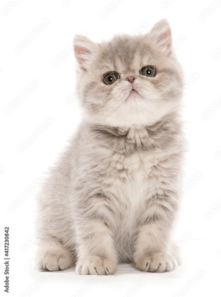 exotic kitten portrait