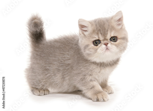 Fotografía exotic kitten portrait
