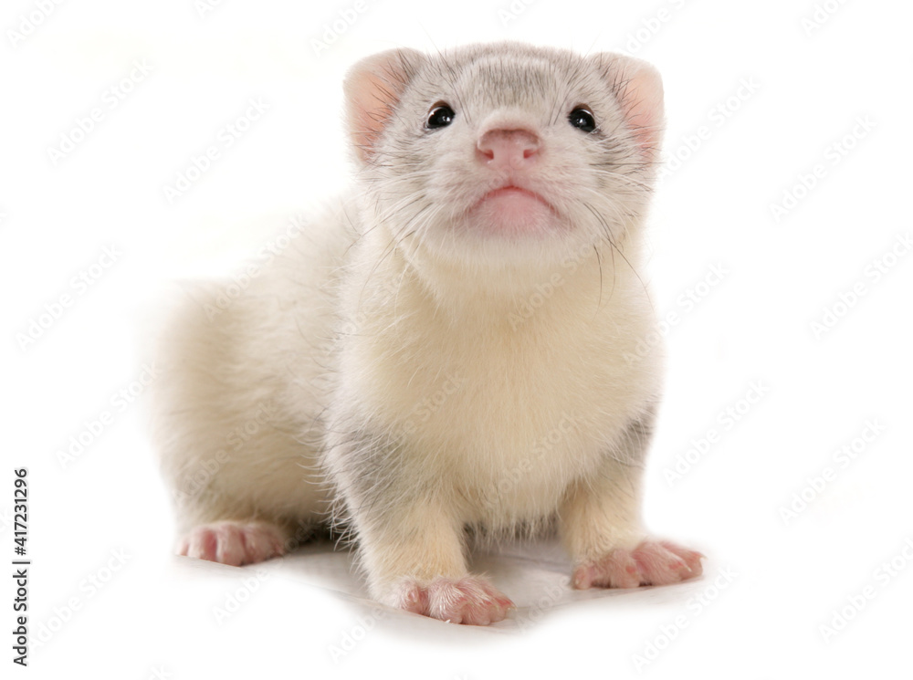 silver ferret