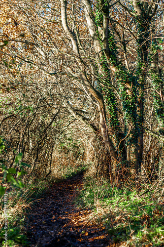 golden trees of autumn in bright light